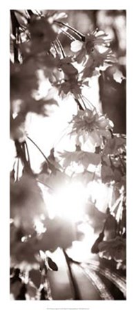 Blossom Triptych I by Renee Stramel art print