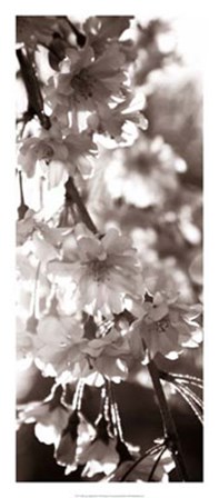 Blossom Triptych II by Renee Stramel art print