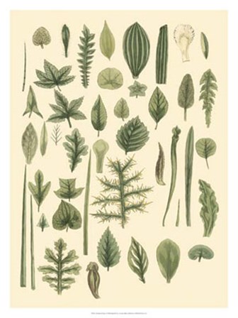 Abundant Foliage I by John Miller art print