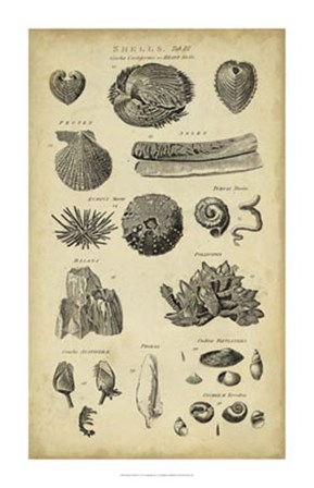 Study of Shells IV by C.E. Chambers art print