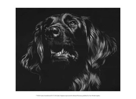 Canine Scratchboard XV by Julie Chapman art print