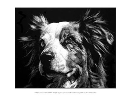 Canine Scratchboard XX by Julie Chapman art print