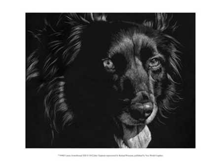Canine Scratchboard XXI by Julie Chapman art print