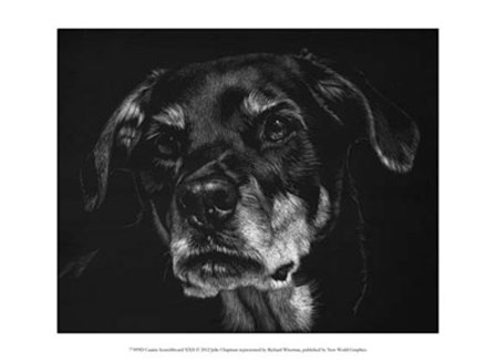 Canine Scratchboard XXII by Julie Chapman art print