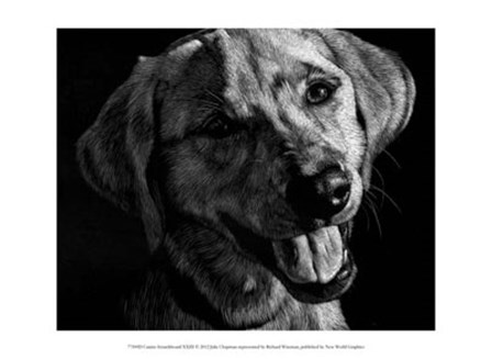 Canine Scratchboard XXIII by Julie Chapman art print