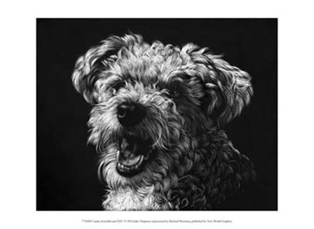Canine Scratchboard XXV by Julie Chapman art print