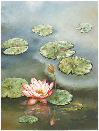 Water Lily With Pink Blossom by W. Cullen art print