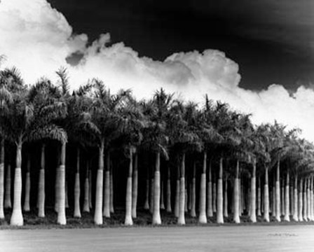 White Palms, Costa Rica by Monte Nagler art print