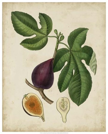 Non-Embellished Antique Fig Tree by Weddell art print