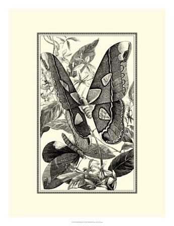 B&amp;W Butterfly II by G. Pearson art print
