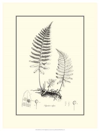 B&amp;W Fern II by Samuel Curtis art print