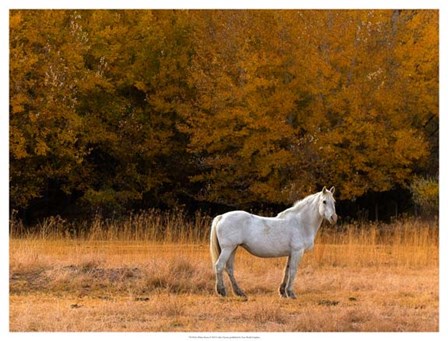 White Horse by Colby Chester art print