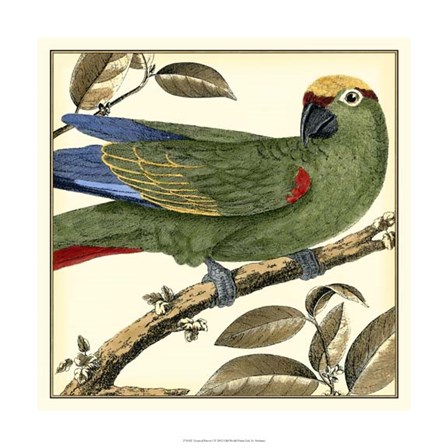 Tropical Parrot I by Martinet art print