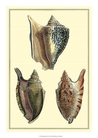 Classic Shells II by Denis Diderot art print