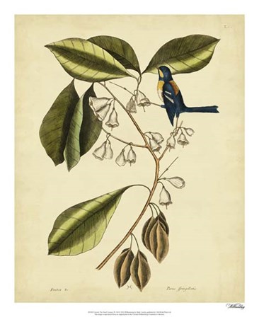 The Finch Creeper, Pl. T64 by Marc Catesby art print