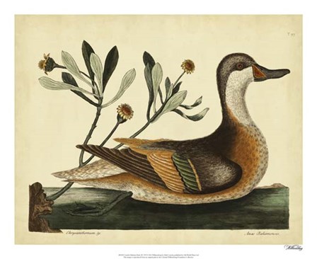 Ilatheria Duck, Pl. T93 by Marc Catesby art print