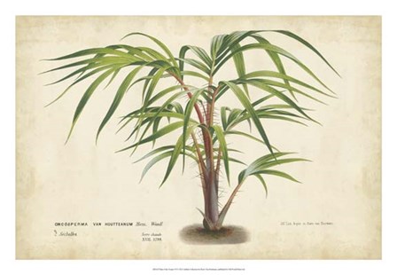 Palm of the Tropics VI by Horto Van Houtteano art print