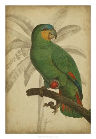 Parrot and Palm I by Vision Studio art print