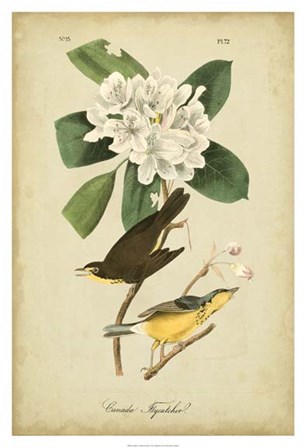 Audubon Canada Flycatcher by John James Audubon art print