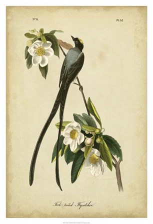 Audubon Fork-tailed Flycatcher by John James Audubon art print