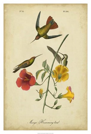 Audubon Mango Hummingbird by John James Audubon art print