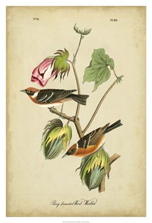 Audubon Bay Breasted Warbler by John James Audubon art print