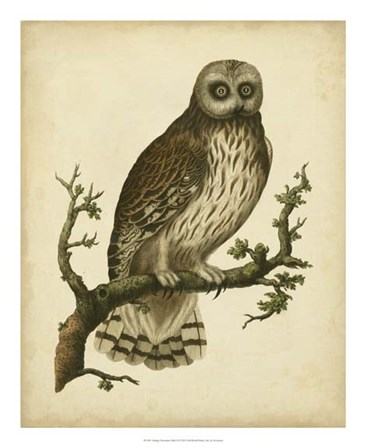 Antique Nozeman Owl II by Nozeman art print