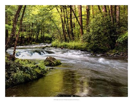 Sunlight on Jake&#39;s Creek I by Danny Head art print