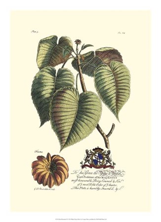 Royal Botanical I by Georg Dionysius Ehret art print