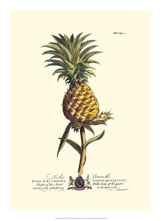 Royal Botanical II by Georg Dionysius Ehret art print