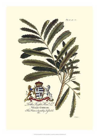 Royal Botanical III by Georg Dionysius Ehret art print