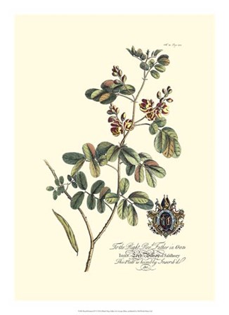 Royal Botanical IV by Georg Dionysius Ehret art print