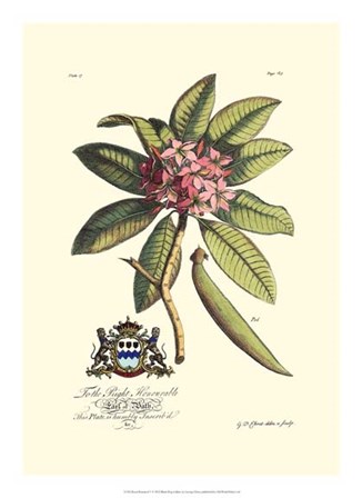 Royal Botanical V by Georg Dionysius Ehret art print