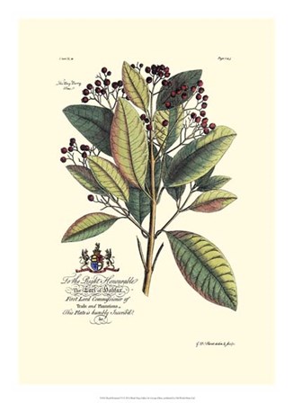 Royal Botanical VI by Georg Dionysius Ehret art print
