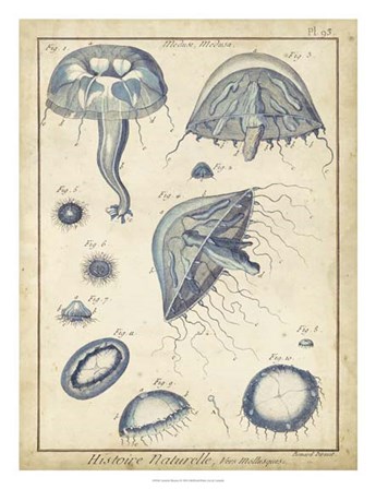 Medusa I by Lamarck art print
