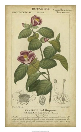 Floral Botanica III by Pierre Jean Francois Turpin art print