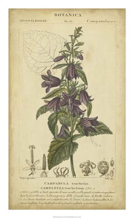 Floral Botanica IV by Pierre Jean Francois Turpin art print