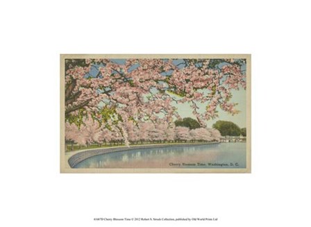 Cherry Blossom Time art print