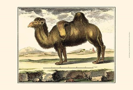Camel by Denis Diderot art print