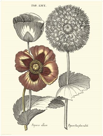 Tinted Floral II by Basilius Besler art print