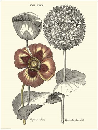 Tinted Floral II by Basilius Besler art print
