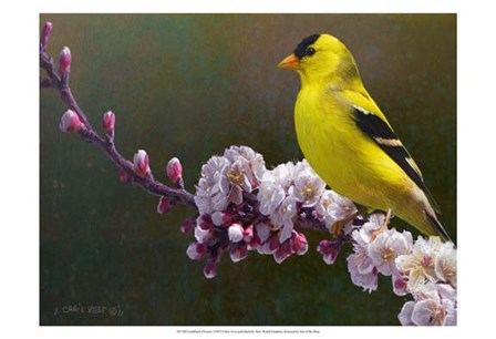 Goldfinch Flowers by Chris Vest art print