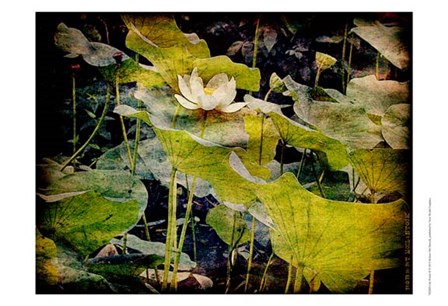 Lily Ponds II by Robert McClintock art print