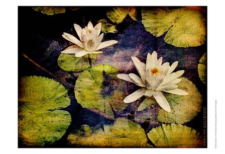 Lily Ponds V by Robert McClintock art print