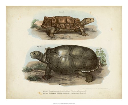 Antique Turtle Pair I by Vision Studio art print