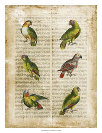 Antiquarian Parrots II by Vision Studio art print