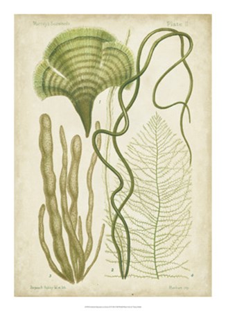 Seaweed Specimen in Green II by Vision Studio art print