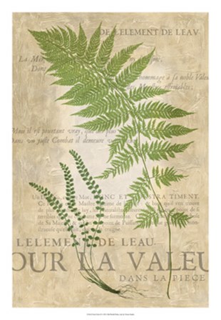 Fern Folio II by Vision Studio art print