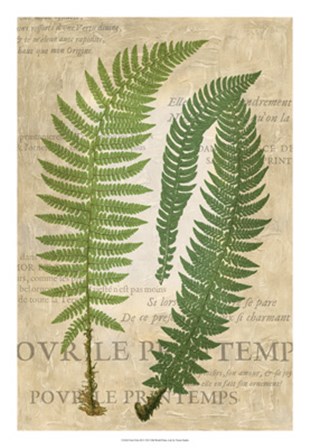 Fern Folio III by Vision Studio art print