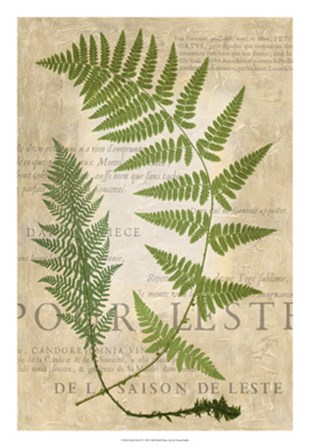 Fern Folio IV by Vision Studio art print